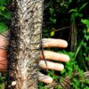 Taino Valley Tour – Cruise Ship Passengers Only - Image 6