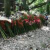 Taino Valley Tour – Cruise Ship Passengers Only - Image 7