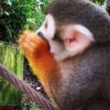 Monkey Jungle And Zip Line - Image 10
