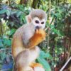 Monkey Jungle And Zip Line - Image 2