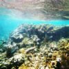 Paradise Island - Image 4