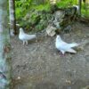 Taino Valley Tour – Cruise Ship Passengers Only - Image 5