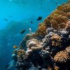 Scuba Diving - Image 6