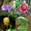 Taino Valley Tour – Cruise Ship Passengers Only - Image 4