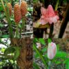 Taino Valley Tour – Cruise Ship Passengers Only - Image 3