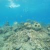 Snorkel Tour - Image 3