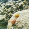 Snorkel Tour - Image 8