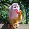 Monkey Jungle And Zip Line - Image 11