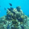 Scuba Diving - Image 2